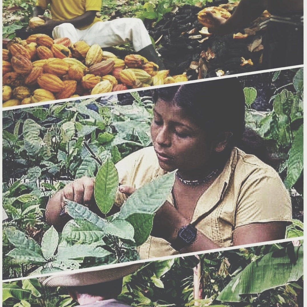 Why Organic Ecuadorian Cacao in Your Coffee Might Be the Upgrade You Didn’t Know You Needed