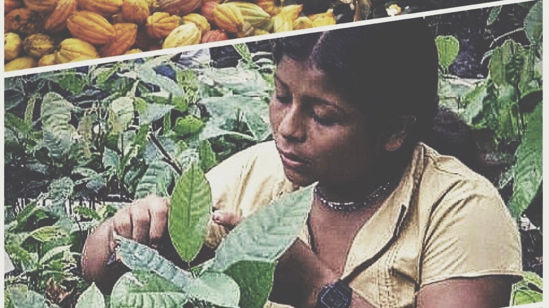 Why Organic Ecuadorian Cacao in Your Coffee Might Be the Upgrade You Didn’t Know You Needed