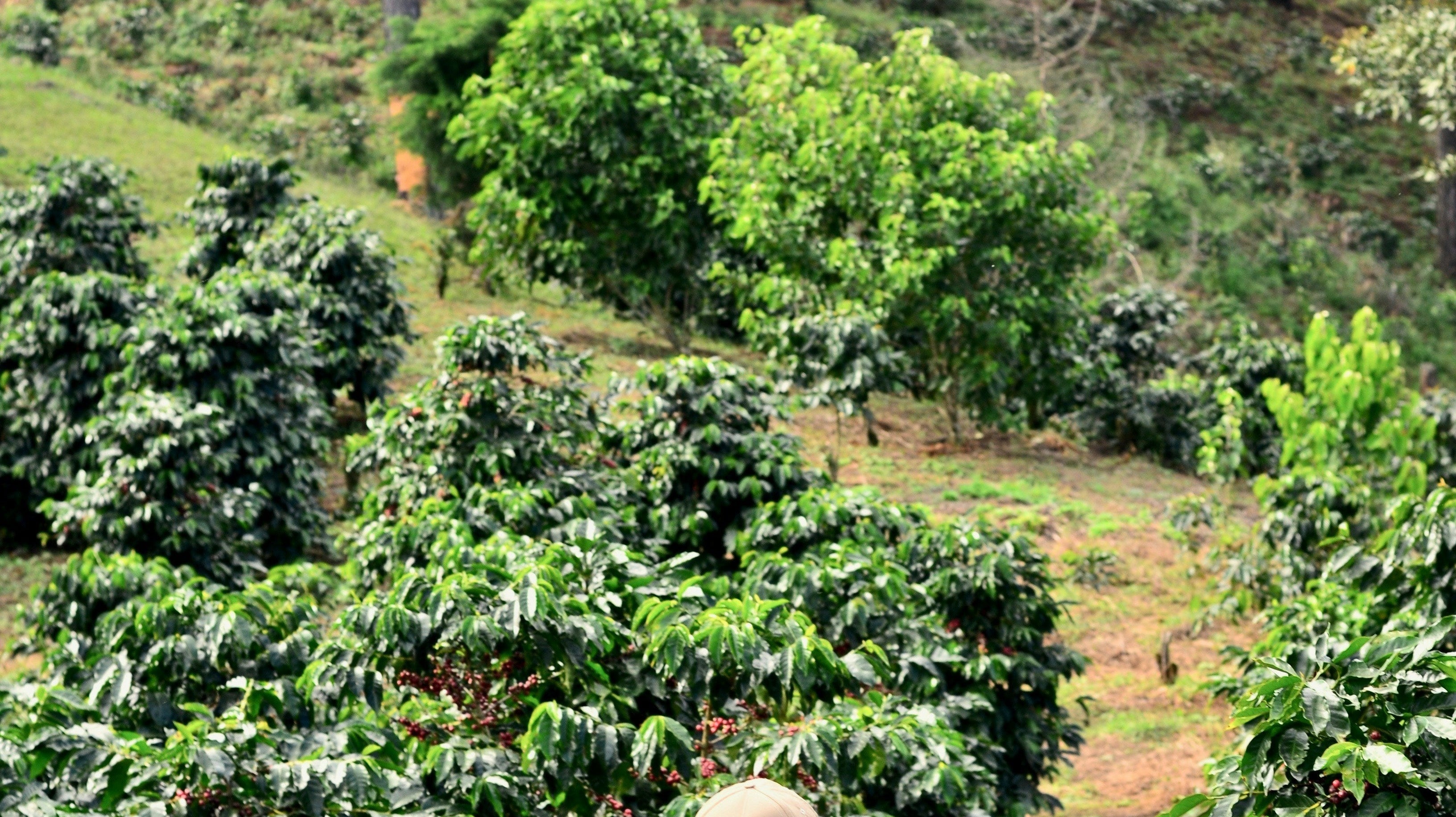 From Farm to Cup: The Natural Ingredients Behind Mákor Coffee's Health-Boosting Blend