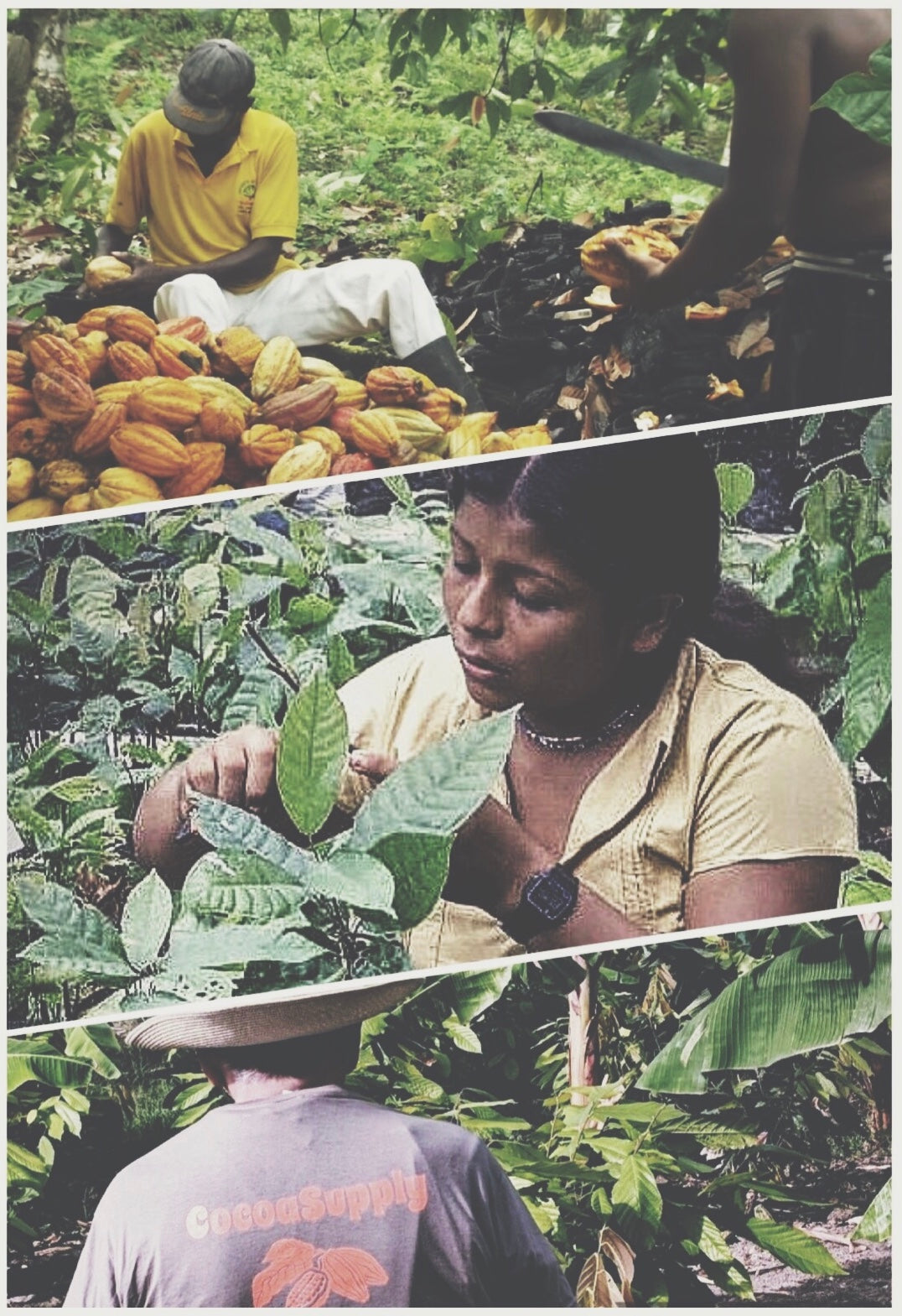 Why Organic Ecuadorian Cacao in Your Coffee Might Be the Upgrade You Didn’t Know You Needed