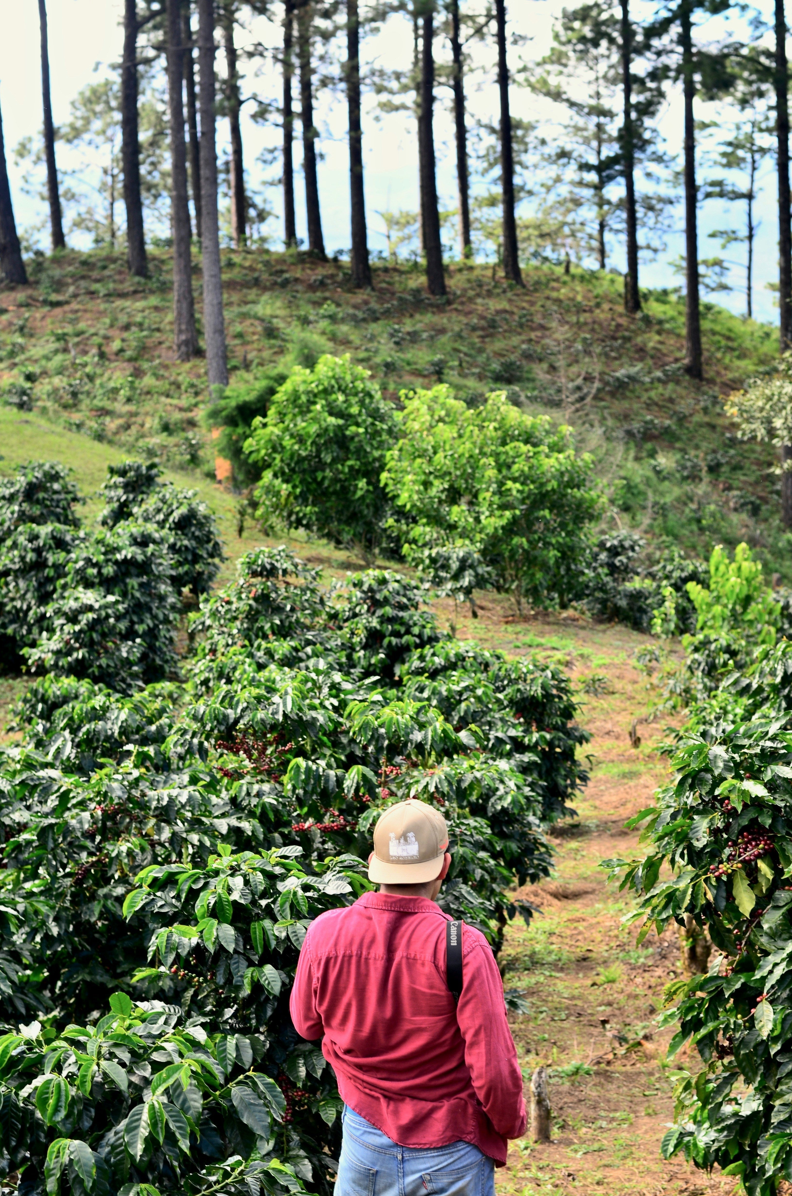From Farm to Cup: The Natural Ingredients Behind Mákor Coffee's Health-Boosting Blend